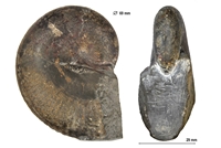 Hypophylloceras ponticuli